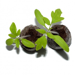 Торфяные таблетки Jiffy-7 PLA (36мм x 41мм) в коробке