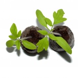 Таблетки Jiffy-7 PLA (42 х 43мм) в коробке